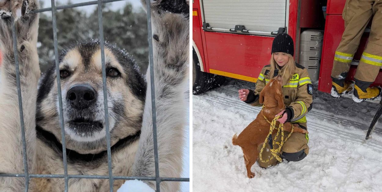 Alarmowa akcja ratunkowa pod Radomiem – ponad 260 psów ze zlikwidowanego schroniska czekało na pomoc!
