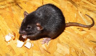 Szczury opanowały Rzeszów. "Wychodzą, gdy robi się ciepło"