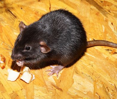 Szczury opanowały Rzeszów. "Wychodzą, gdy robi się ciepło"