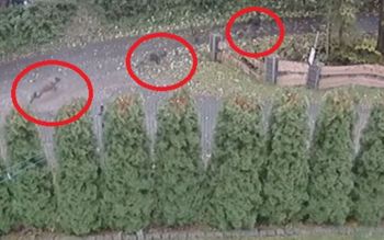 Psy goniły dziecko. "Zostały otrute". Ich właściciel zabrał głos