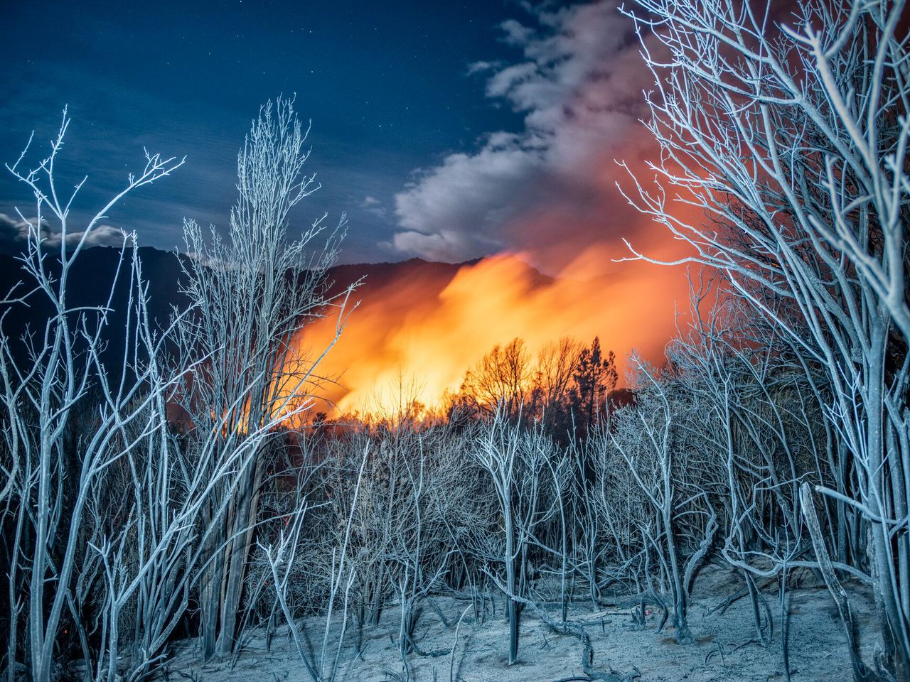 27.01.2021 r., El Bolson, Argentyna. W tle widać szalejący pożar. Na przodzie zaś znajdują się drzewa charakterystyczne dla tego regionu, pokryte popiołem.