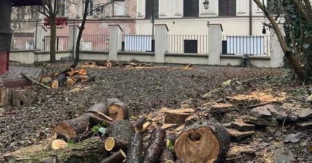 Wycięli drzewa w ogrodzie restauracji na Starym Mieście. „Jestem ciekawa, kto wydał na to zgodę” [ZDJĘCIA]