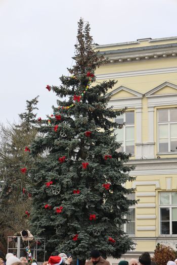 Wielkopolska: Wybieramy najpiękniejszą choinkę. Która najlepsza?