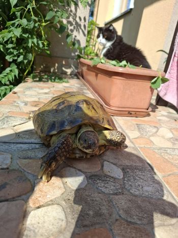 Obrowo: Ktoś wyrzucił egzotycznego gada. Żółw stepowy znaleziony w sadzie