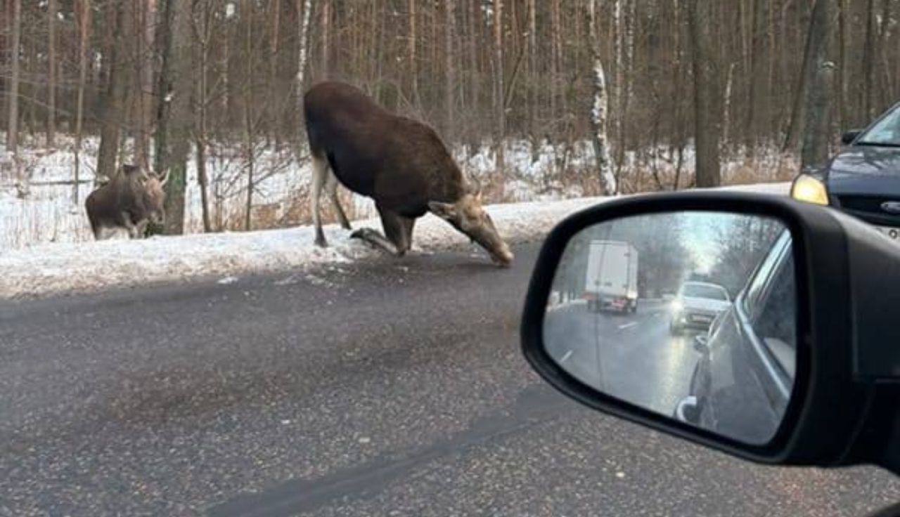 Lizał asfalt. Aż zrobił mu zdjęcie. Leśnicy tłumaczą