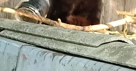 Kot ze słoikiem na głowie. Zwierzę przez kilka dni nie mogło się uwolnić!