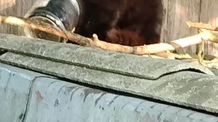 Kot ze słoikiem na głowie. Zwierzę przez kilka dni nie mogło się uwolnić!