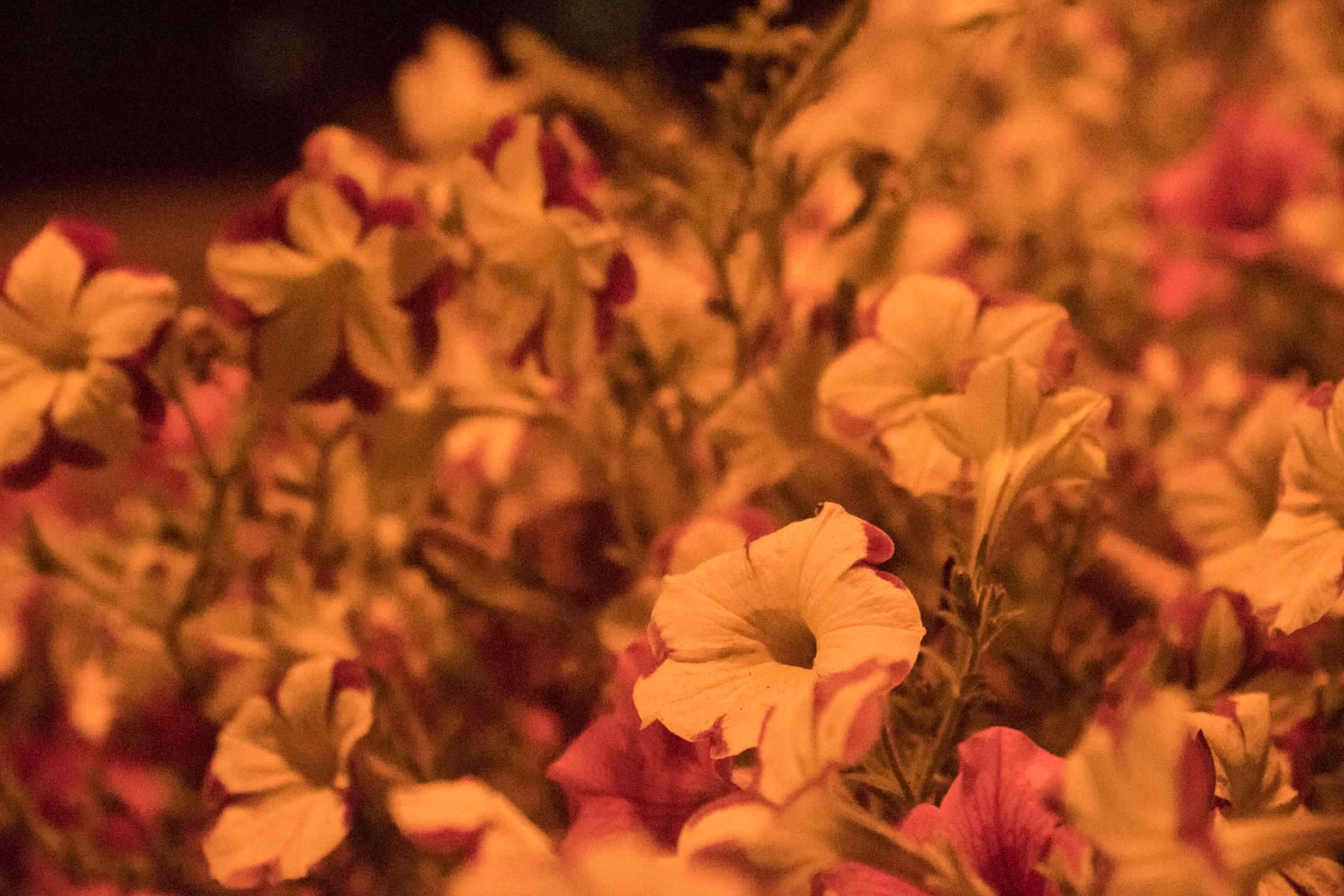 Sony A68 - test aparatu pełnego kontrastów 74