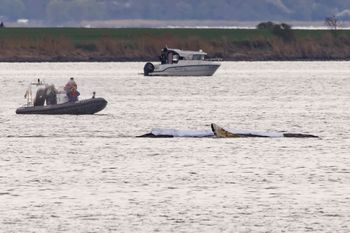 Przygotowują transport Timmy'ego. Greenpeace protestuje