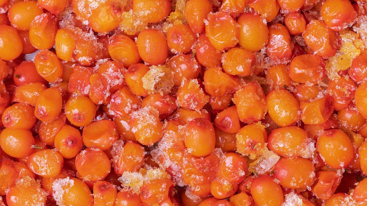 Jakie właściwości ma rokitnik?