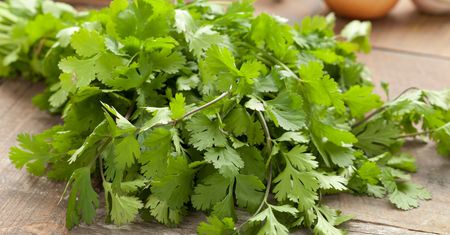 Dla niektórych smakuje jak mydło. Pomoże w trawieniu i poprawi ciśnienie