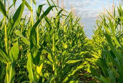 Dramat koło Żyrardowa. 23-latek zginął na polu kukurydzy