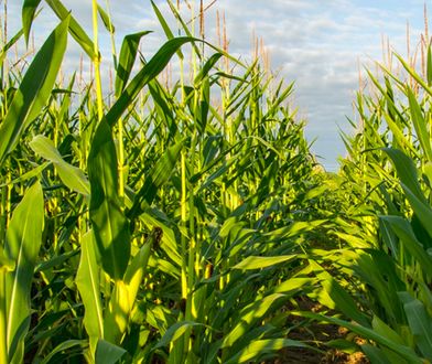 Dramat koło Żyrardowa. 23-latek zginął na polu kukurydzy