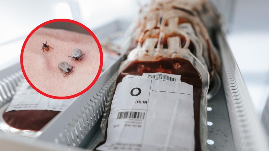Okazuje się, że kleszcze preferują konkretną grupę krwi. Warto mieć to na uwadze