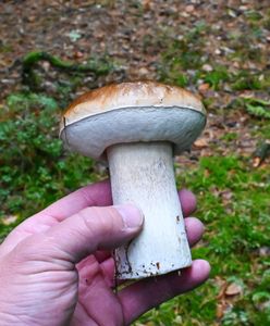 Kiedy najlepiej pójść na grzyby? Ekspert ma złotą radę