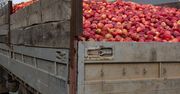 Litwini zamawiają polskie jabłka. Skąd takie zainteresowanie owocami?