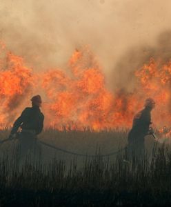 Ogromny pożar w Wielkopolsce. Spłonęły hektary zboża