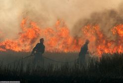 Ogromny pożar w Wielkopolsce. Spłonęły hektary zboża