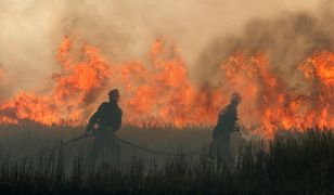 Ogromny pożar w Wielkopolsce. Spłonęły hektary zboża