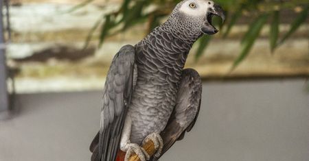 Niesforne papugi usunięte z zoo. "Chciały zwrócić na siebie uwagę"