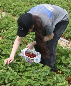 Zastąpi plantatorów? Wpuścili robota w truskawki, imponujące wyniki