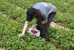Zastąpi plantatorów? Wpuścili robota w truskawki, imponujące wyniki