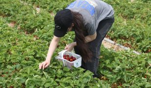 Zastąpi plantatorów? Wpuścili robota w truskawki, imponujące wyniki