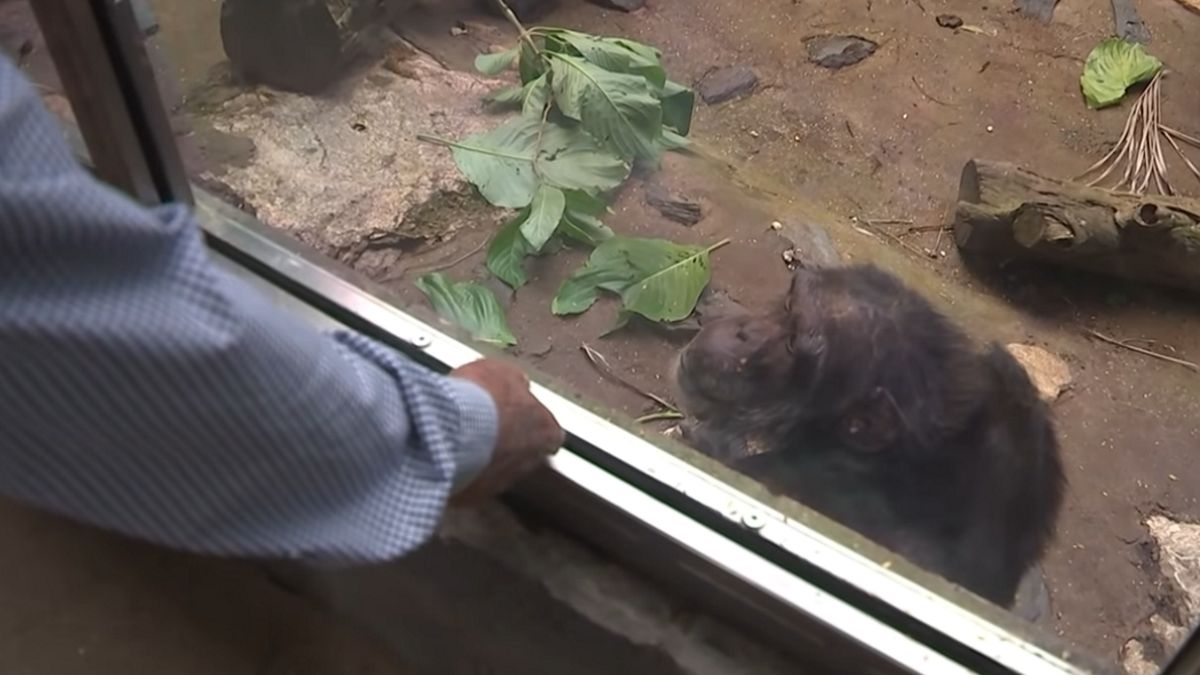 Gdyby nie Australijczyk Tom Wyatt i jego koledzy szympans Cassius zostałby zabity 35 lat temu. 