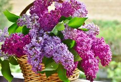 Świętujemy Dzień Matki. Nie zapomnij o życzeniach