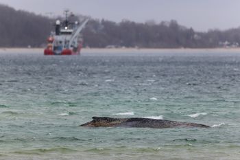 Niemcy. Humbak wypuszczony u wybrzeży Danii prawdopodobnie utonął