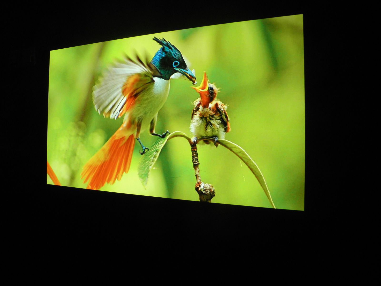 Epson EH-TW5600: test niedrogiego projektora z dużym potencjałem 9