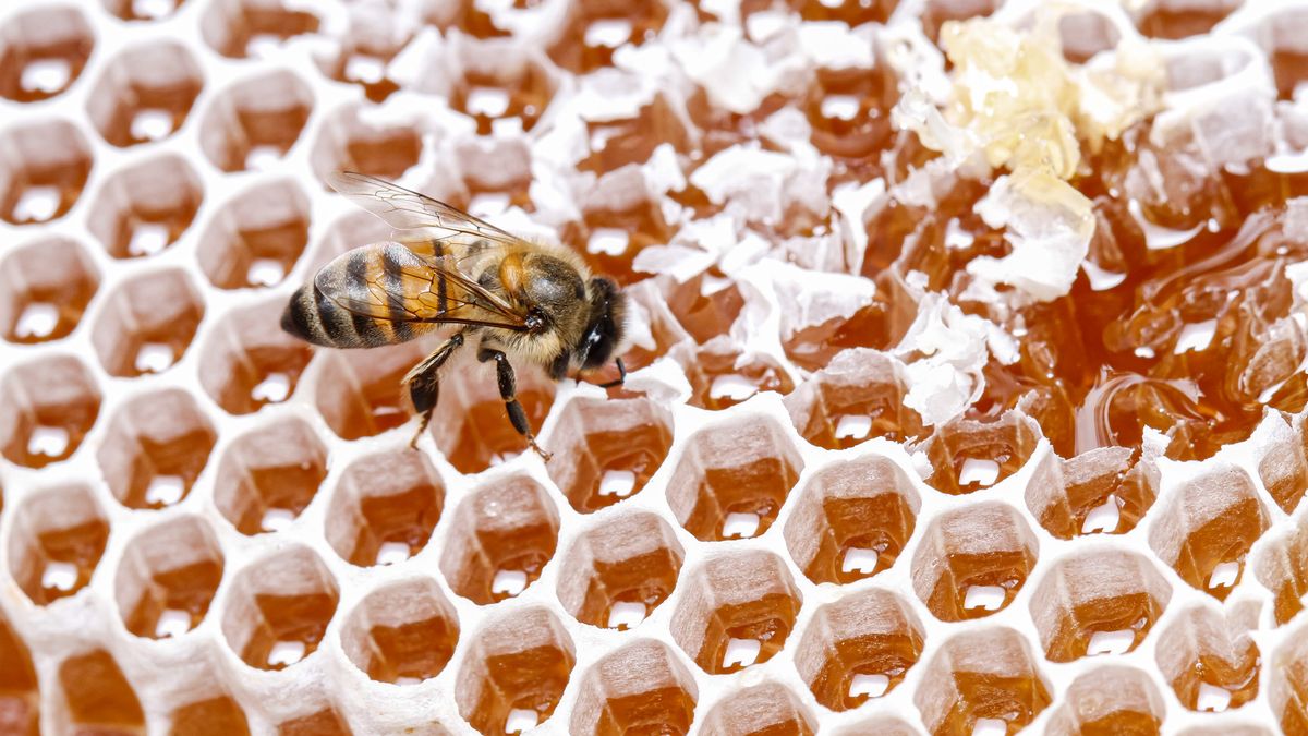 Miód to jeden z najczęściej fałszowanych produktów spożywczych na świecie