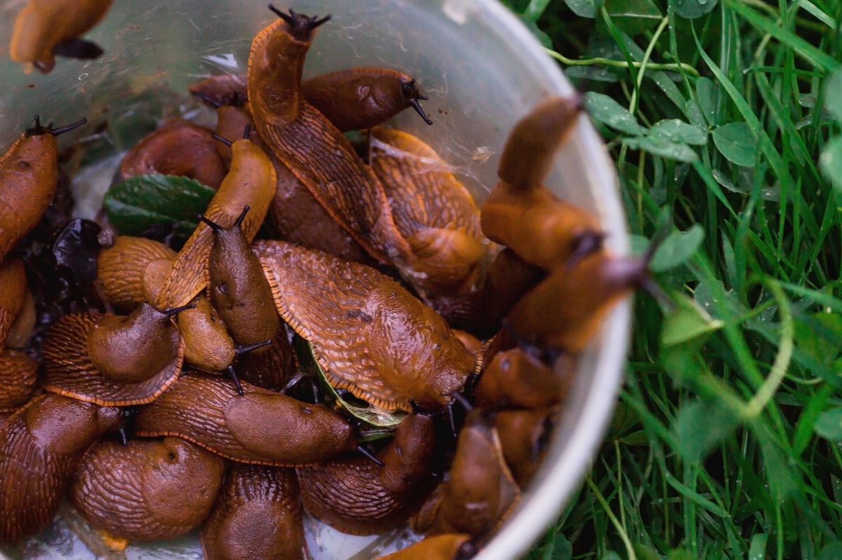 Place it near the garden bed. You will get rid of slugs.