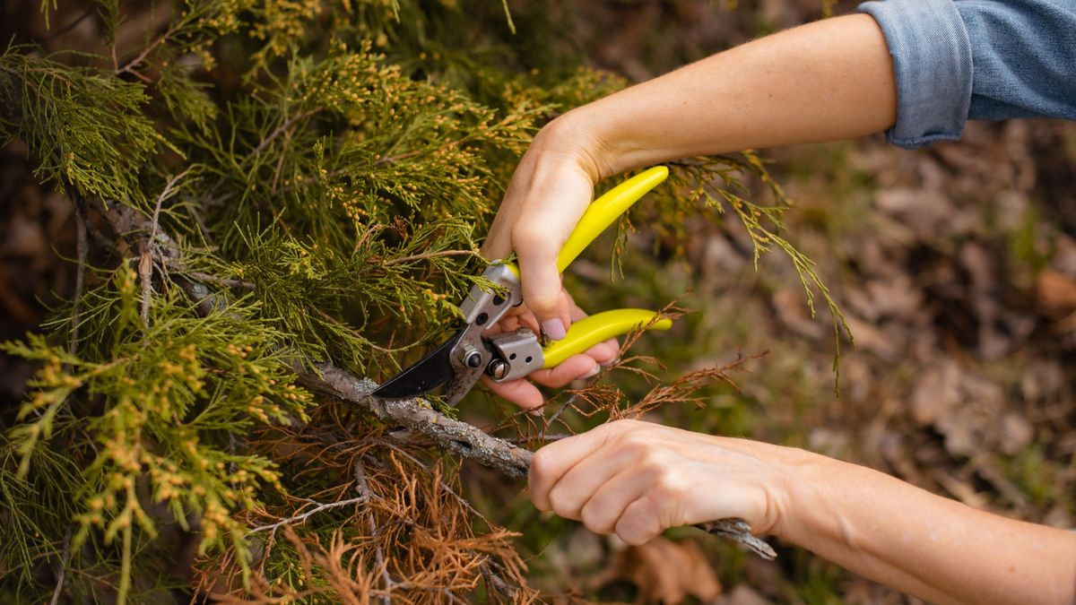 Jak zadbać o tuje po zimie?