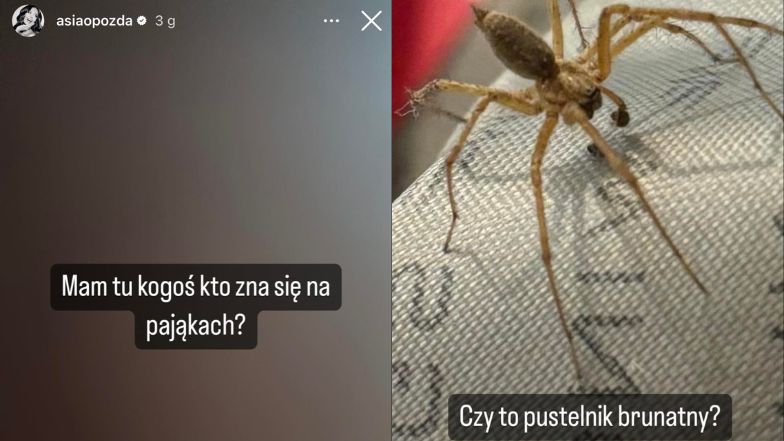 Joanna Opozda przerażona obecnością groźnego pająka w domu 