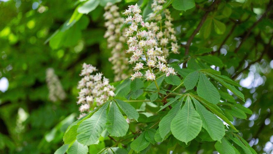 Kasztanowiec zwyczajny.