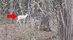 Samica daniela albinosa w lesie pod Biłgorajem. Niezwykłe wideo