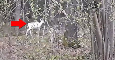 Samica daniela albinosa w lesie pod Biłograjem