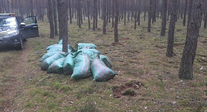 Strażnicy Leśni znaleźli 16 worków z mchem