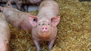 Świąteczny cios w hodowców. Ceny tuczników lecą w dół