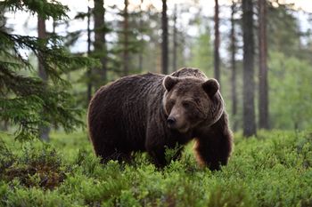 Polowanie w Norwegii. Zabito niewłaściwego niedźwiedzia