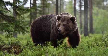Polowanie w Norwegii. Zabito niewłaściwego niedźwiedzia