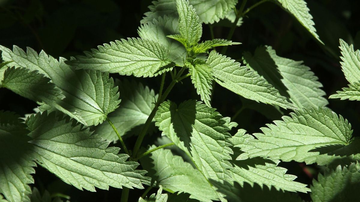 Lecznicze wartości pokrzywy