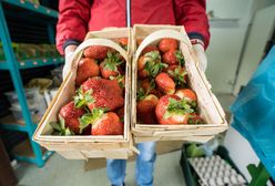 Cena truskawek spowodowała, że masowo giną one z pól. Złodzieje potrafią ukraść nawet kilkaset kilogramów w ciągu nocy