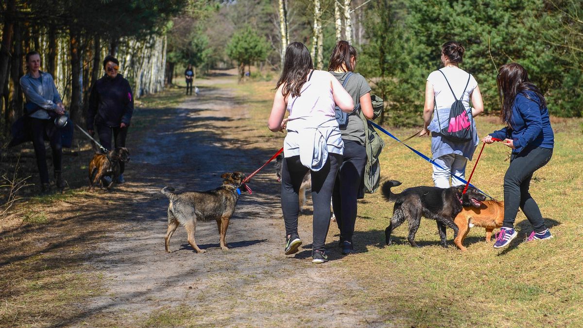 Przespaceruj psa ze schroniska
Fot. Adam Staskiewicz / East News. Sieradz/ Czartki 07.04.2018. Schronisko dla bezdomnch zwierzat Funny Pets  w Czartkach obok Sieradza, wyszlo do ludzi z ciekawa  inicjatywa wyprowadzania psow ze schroniska na spacer. Chetni moga w wyznaczony dzien przyjechac do schroniska i zabrac czworonoga do pobliskiego lasu na dlugi relaksujacy spacer.Jest to pewna alternatywa dla tych ktorzy na stale nie moga adoptowac psa, lub sprawdzenie czy aby na pewno sa przygotowani na adopcje czworonoga. N/Z milosnicy czworonogow na spacerze z psami, psy w kojcach
Adam Staskiewicz