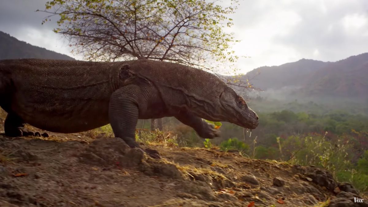 Dlaczego BBC Planeta Ziemia II to najlepszy film przyrody na świecie? Wszystko przez technologię i stabilizację obrazu 1