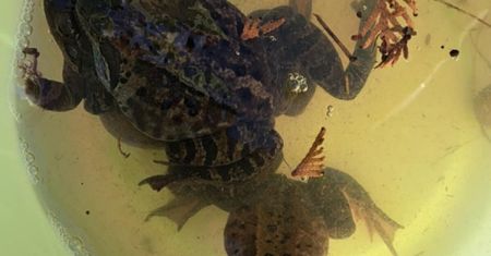 Studenci ratują żaby i ropuchy przed kołami samochodów. Zbliża się okres rozrodczy tych płazów