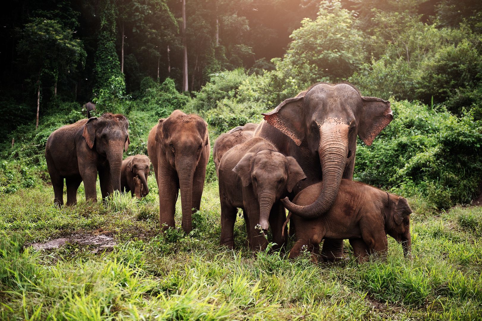 Na pokarm dla słonia hodowca musi wydać miesięcznie równowartość ok. 3 tys. zł