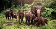 1000 tajskich słoni może zginąć z powodu pandemii koronawirusa