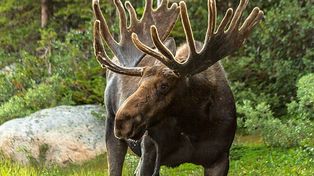 Krzemionki Opatowskie: Sobota z łosiem w Muzeum Archeologicznym